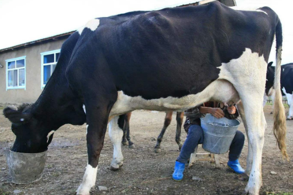 世界上最大的牛奶生产国:拥有934万头奶牛(十年持续增长)
