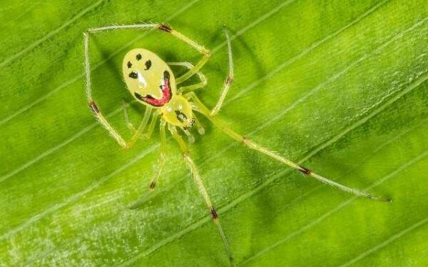 世界上最罕见的动物，蜘蛛带笑脸/鸟有四个翅膀/猫有双面