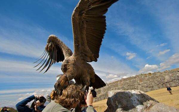 世界上最凶猛的鸟禽，角雕（单抓力50公斤/轻易捏碎猎物）
