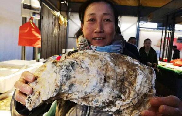 世界上最大的牡蛎，丹麦巨型牡蛎（长35.5厘米重2公斤）