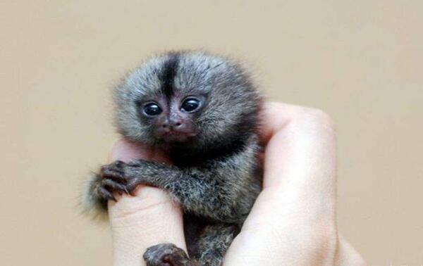 世界上最小的猴子降生，两只小指猴（没有人一根拇指长）