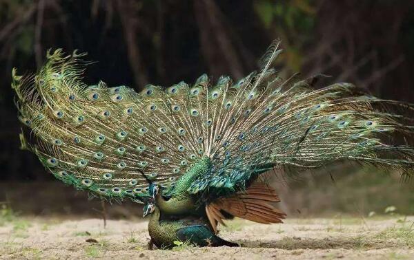世界上最美的孔雀，绿孔雀（多达7种颜色/开屏后美爆了）