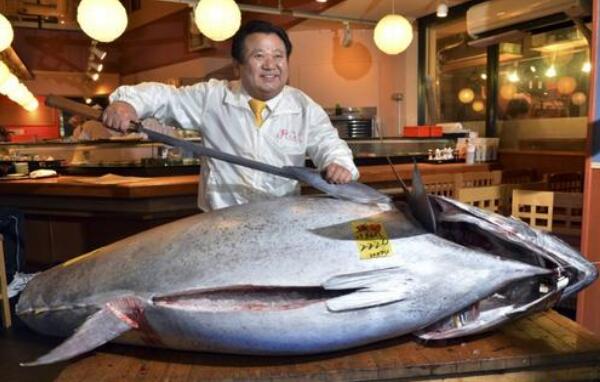 世界上最大的金枪鱼，834斤巨型金枪鱼（在日本被捕获）