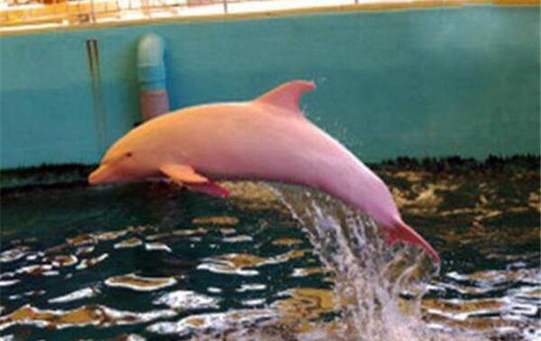 世界上最罕见的10个动物，海豚全身粉红（鸟有四个翅膀）