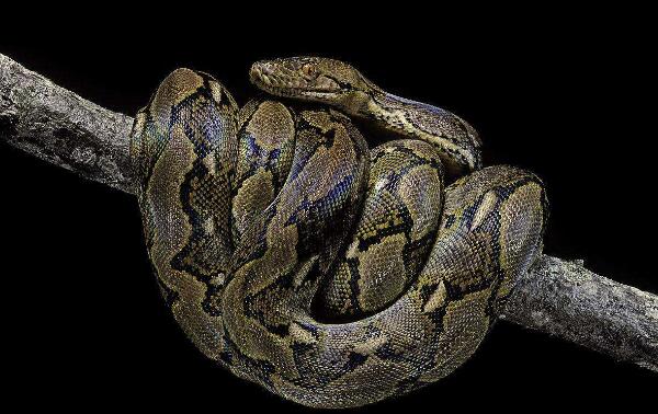 世界上最大的圈养蛇，蟒蛇美杜莎（长7.62米重272斤）