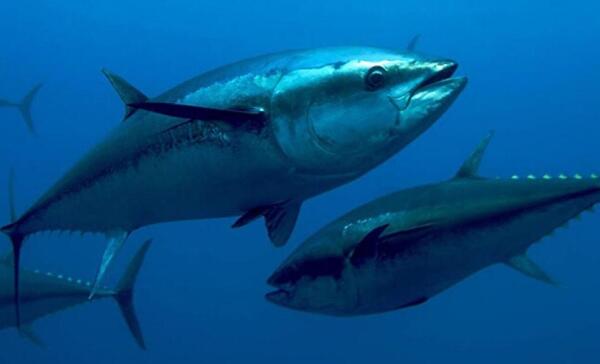 世界上最大的金枪鱼，834斤巨型金枪鱼（在日本被捕获）
