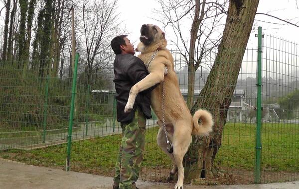 世界史上最庞大的狗，马士提夫獒犬状如马（大丹狗高2.2米）