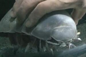 世界上绝食最长的动物，大王具足虫（绝食1869天后死亡）