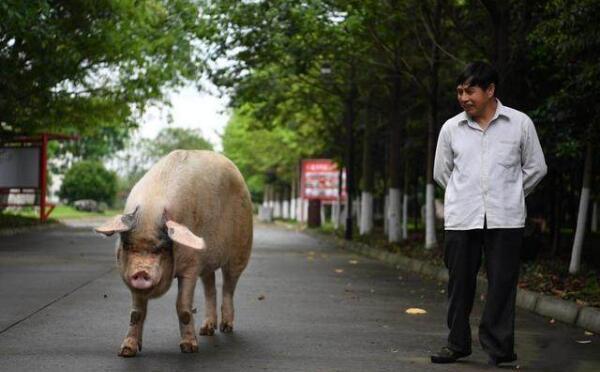 世界上寿命最长的猪，宠物猪活23年（地震下猪坚强活36天）