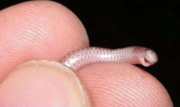 世界上最罕见最珍稀的蛇，卡拉细盲蛇像蚯蚓（第一售价350万）