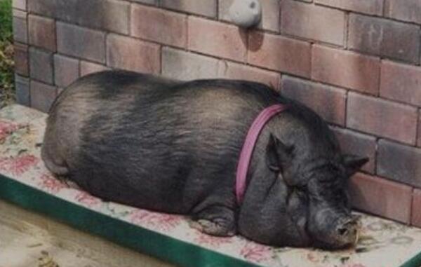 世界上寿命最长的猪，宠物猪活23年（地震下猪坚强活36天）