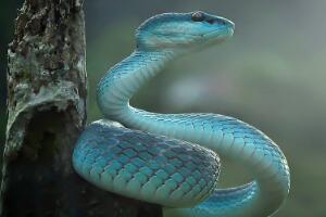 世界上最罕见最珍稀的蛇，卡拉细盲蛇像蚯蚓（第一售价350万）