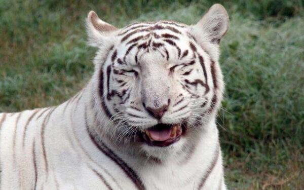 世界上最白的老虎，全身雪白无条纹（孟加拉虎的变种）