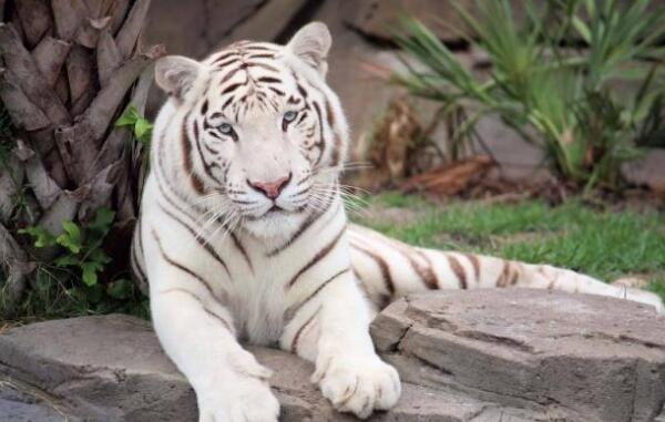 世界上最白的老虎，全身雪白无条纹（孟加拉虎的变种）