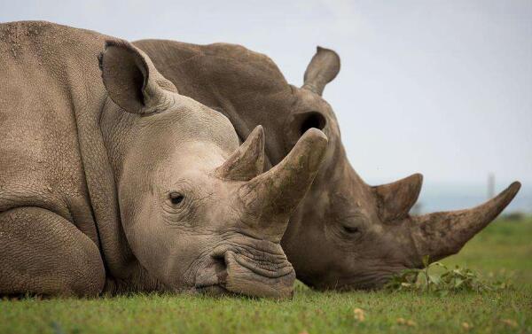 世界上16种即将灭绝的动物，白犀牛仅剩两头（都是雌性）