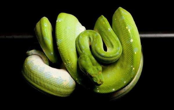 世界上最美的十种毒蛇，长相美丽带剧毒（第一在中国）