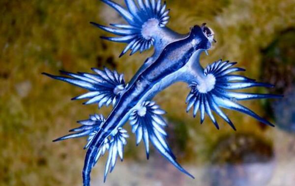 世界上最奇异的10种动物，水滴鱼像黏液（香蛇可防蚊虫）