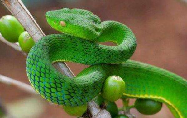 世界上最美的十种毒蛇，长相美丽带剧毒（第一在中国）