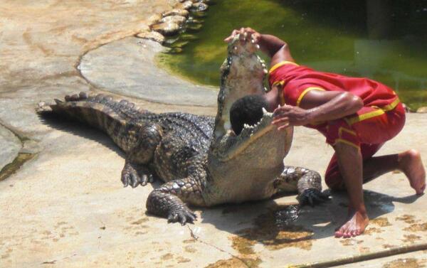 世界上最大最凶残的鳄鱼湾鳄，体长达7米（曾吃近千日军）