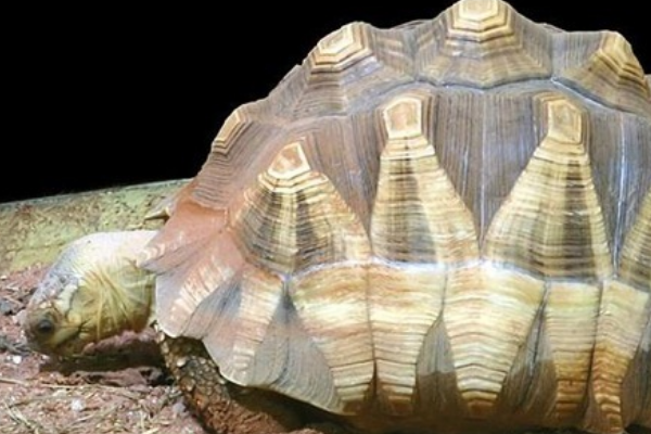 全世界上最贵的乌龟:价值100万元(每长1厘米贵1000美金)