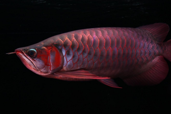 世界上最贵的观赏鱼:血龙鱼 仅不足2公斤却价值500万元
