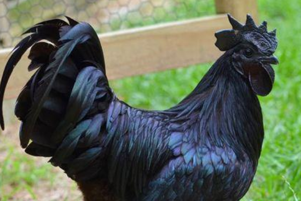 世界上最贵的鸡:拍卖600万元一只(连内脏都是黑的)