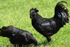 世界上最贵的鸡:拍卖600万元一只(连内脏都是黑的)