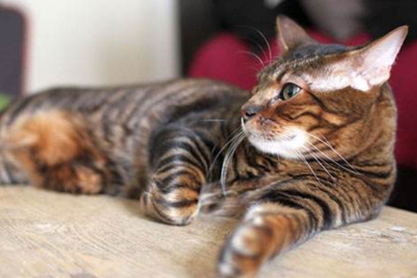 世界上最贵的猫排行榜:布偶猫未上榜 第一身价高达16万元