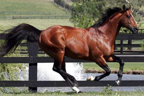 世界上最贵的马:价值4亿多元(速度和体能都超强)