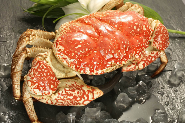 世界上最贵的十大海鲜:蓝龙虾上榜 第一每斤2万多元