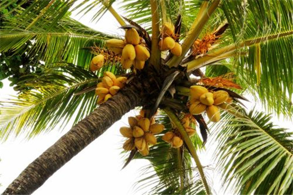 世界上最长的叶子如何发现 位于热带椰子树上（27米长）
