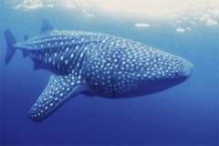 世界上最长的鱼 鲸鲨（长度达8米最长的有20米）