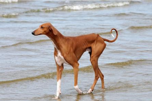世界十大最贵的狗:第一出现罕见红色品种(价值1300万元)