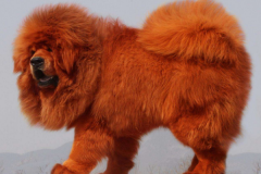 世界十大最贵的狗:第一出现罕见红色品种(价值1300万元)