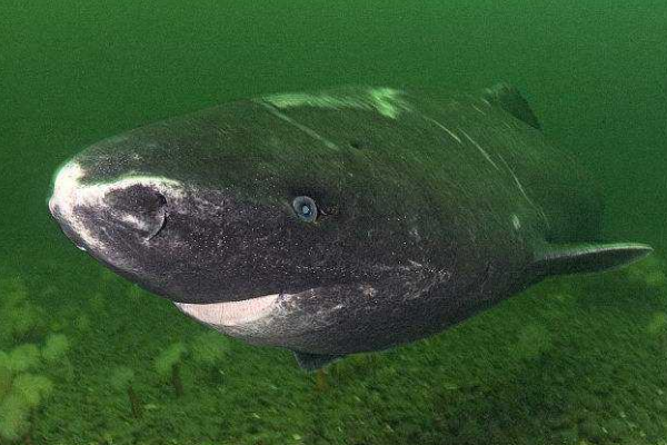 世界上最长寿的鲨鱼:成熟就需要100年(寿命平均400岁)