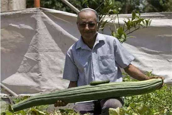 世界上最长的黄瓜 长度达1.19米刷新了纪录（英国种植）