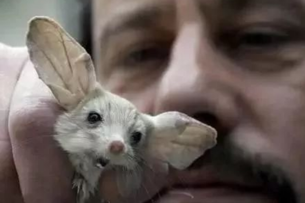 世界上耳朵最长的鼠:耳朵足足占身体一半(能跳1米高)