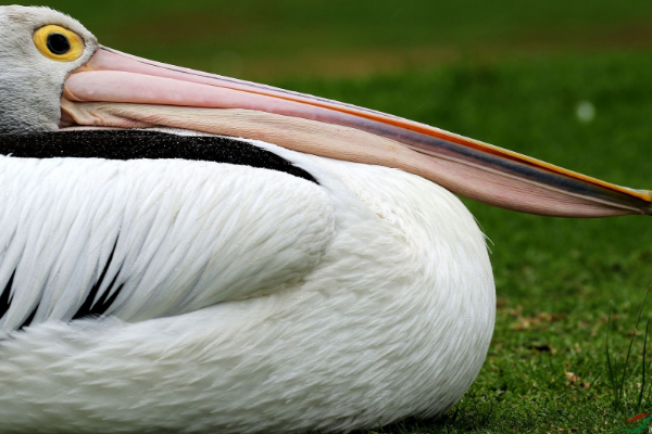世界上嘴巴最长的鸟:嘴巴可容纳14公斤鱼(长度近半米)