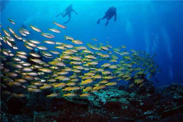 世界上最透明的海 马尾藻海（可看到海下72米生物）
