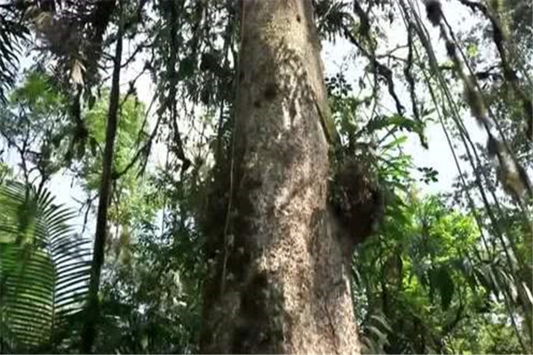 世界上最危险的8种杀人树 毒番石榴树毒性强大吃了致命