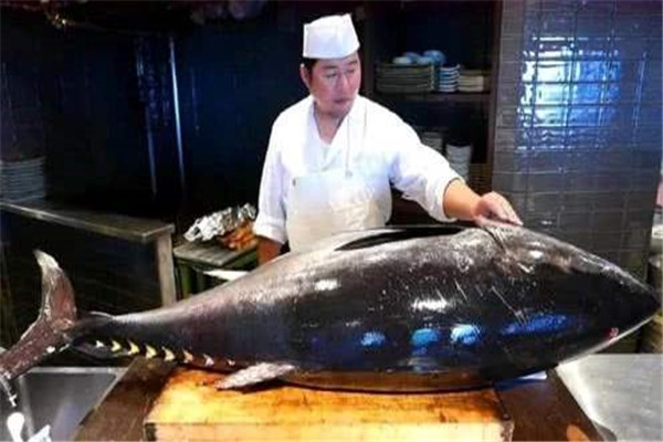 世界上最贵的鱼是什么 巨型金枪鱼（很稀少营养价值高）