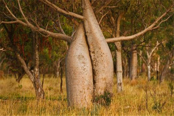世界上最能储存水的树 纺锤树（树干被砍会喷涌出水）