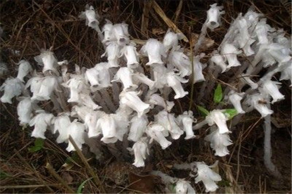 世界上最罕见的花 幽灵兰花（生长在美国佛罗里达州）