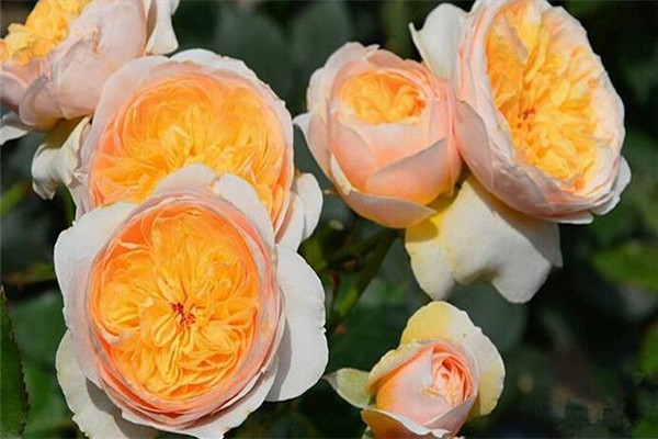 世界上最贵的玫瑰花 朱丽叶玫瑰花（价值300万英镑）