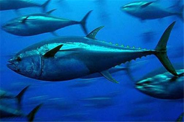 世界上最贵的鱼是什么 巨型金枪鱼（很稀少营养价值高）
