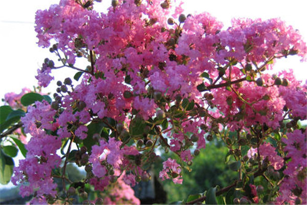 世界上最敏感的树是什么 紫薇树（碰一下就颤抖很是敏感）
