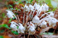 世界上最罕见的花 幽灵兰花（生长在美国佛罗里达州）