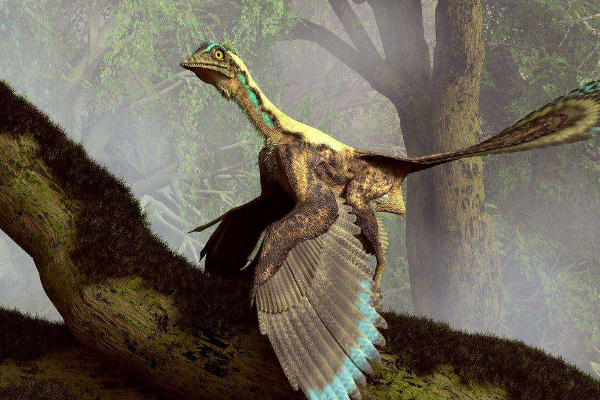 中国原始鸟类:大连鸟 白垩纪诞生(被质疑是化石嵌合体)