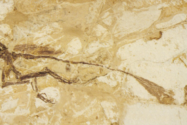 中国原始鸟类:大连鸟 白垩纪诞生(被质疑是化石嵌合体)