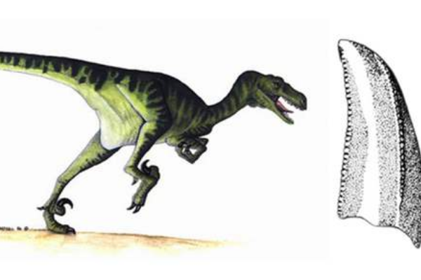 小型兽脚类恐龙：驰龙 全身覆盖羽毛(带有镰刀爪)